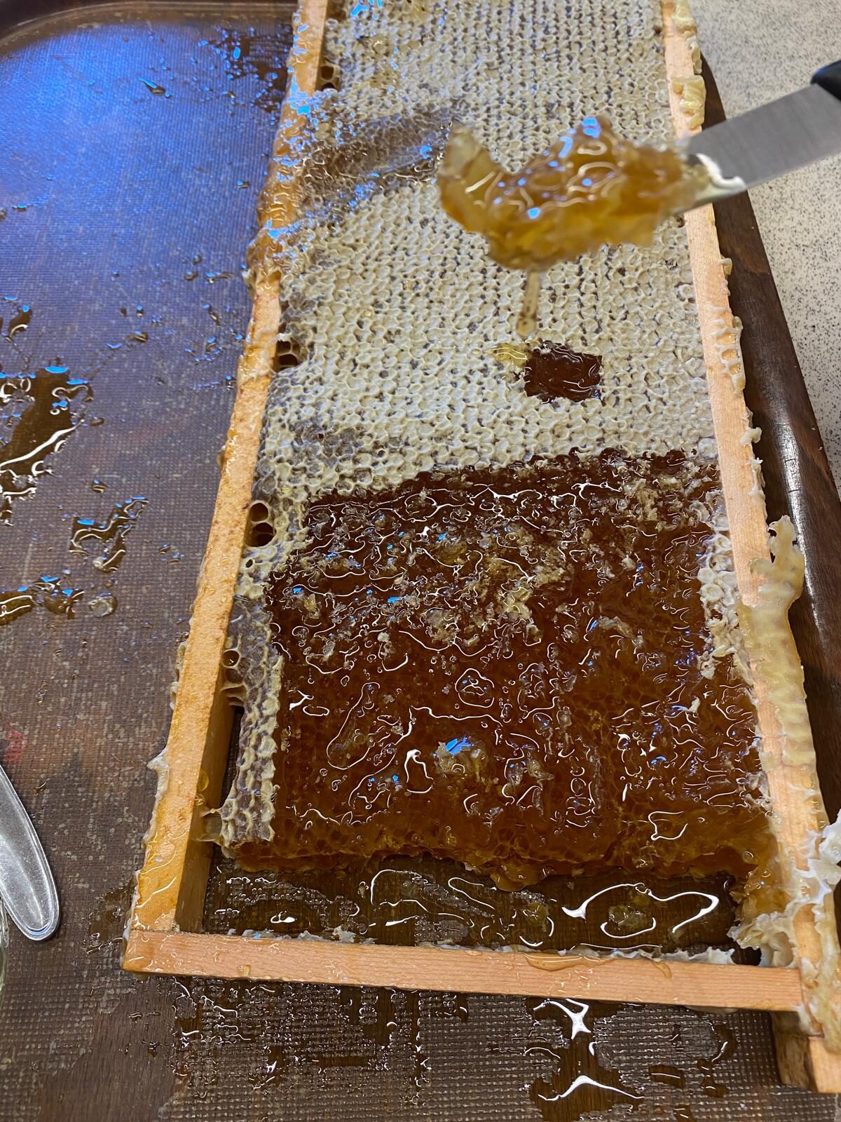 Honigwabe beim Bienen-Erlebnis im Kindergarten Lendorf